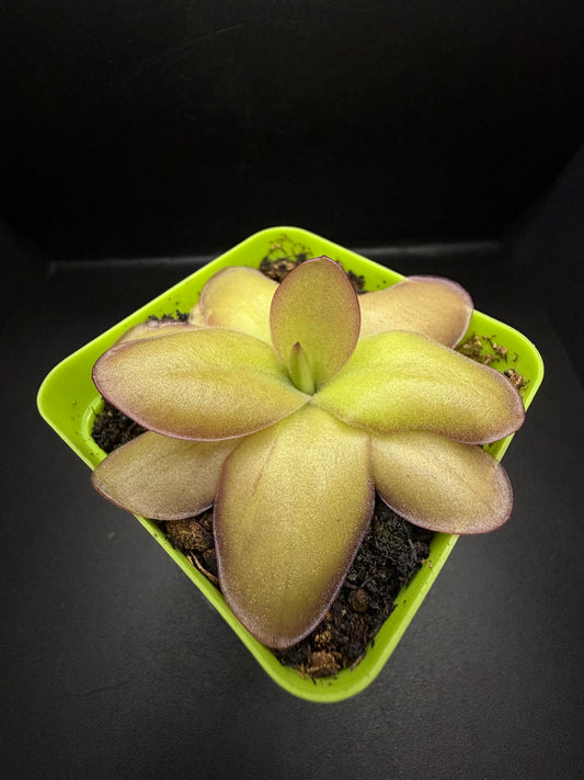 P. Gigantea x Laueana 'red'