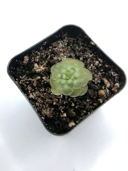P. Cyclosecta