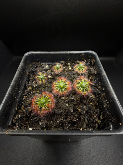 Pygmy sundew GEMMAE: D. Trichocaulis (8+ gemmae)