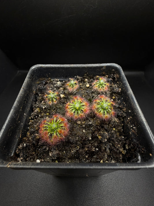 Pygmy sundew GEMMAE: D. Trichocaulis (8+ gemmae)