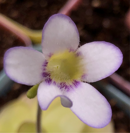 P. Moranensis var. Caudata x spec. Guatemala