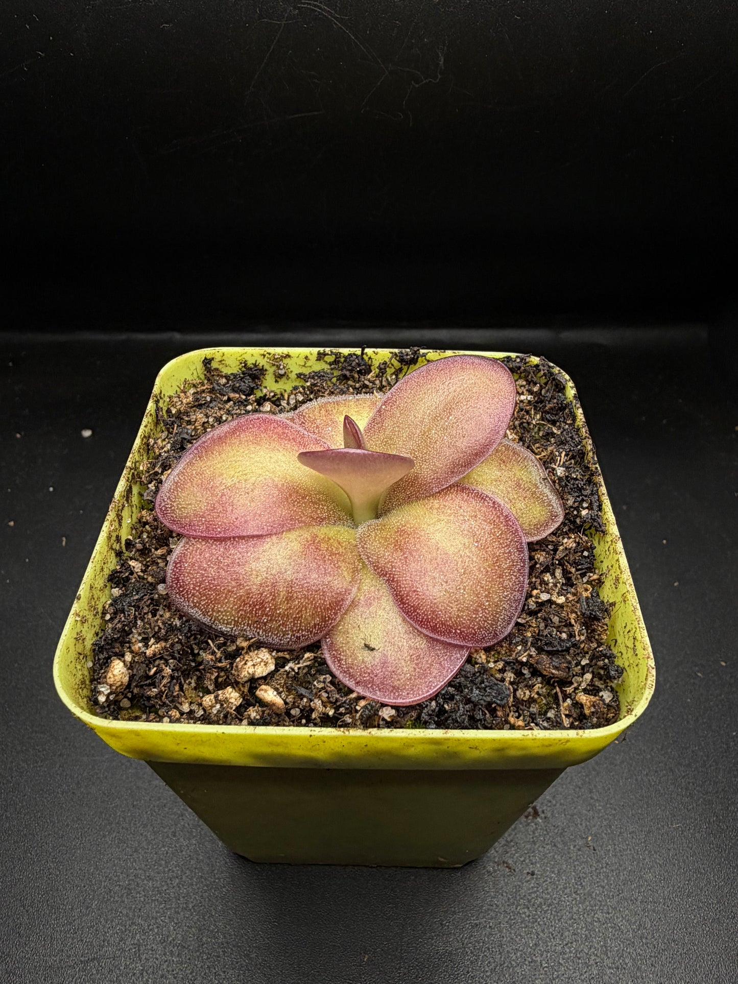 P. ‘Weser’ x Agnata 'El Lobo'
