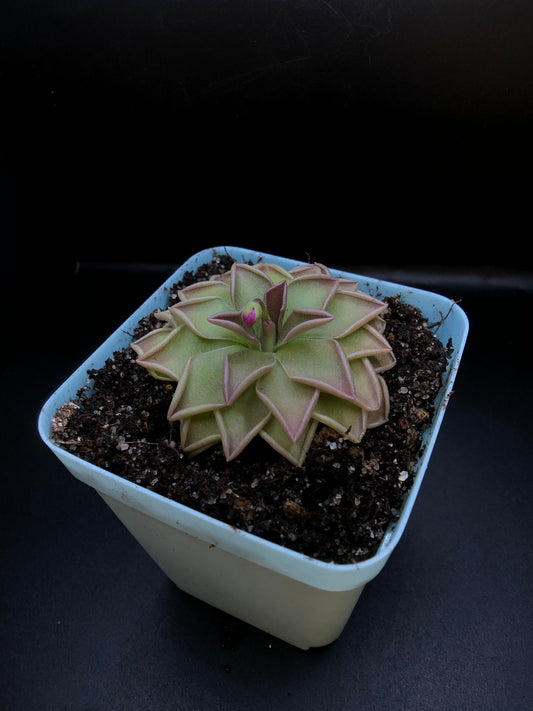 P. 'Estrellita'
