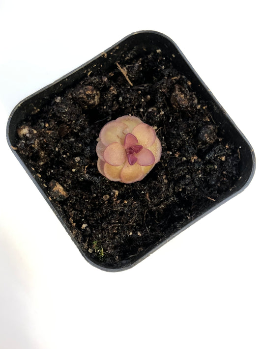 P. 'Hanka'
