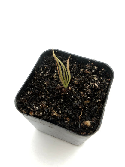 P. 'Dragon'