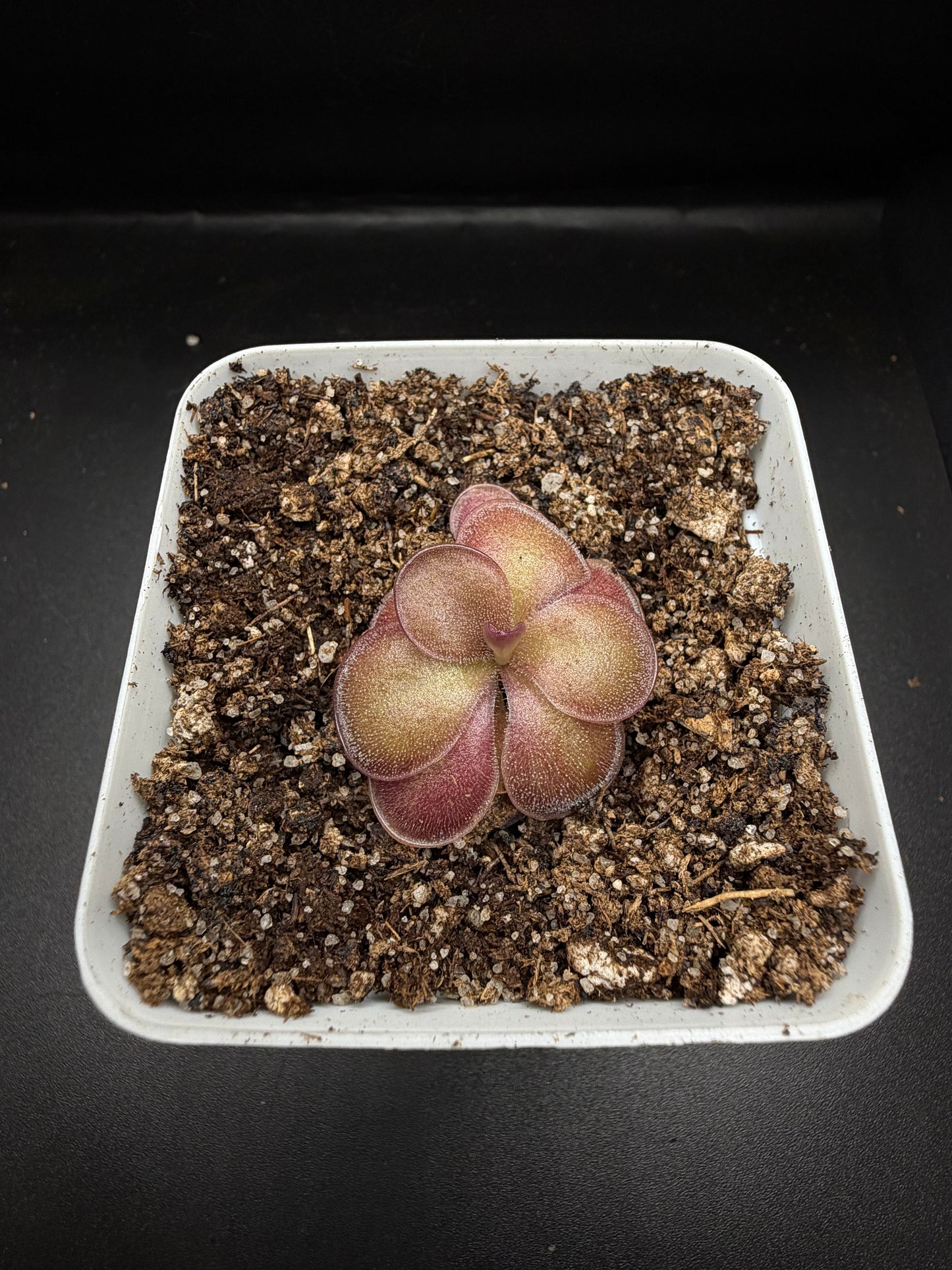 P. 'Peaches'