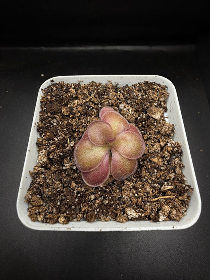 P. 'Peaches'