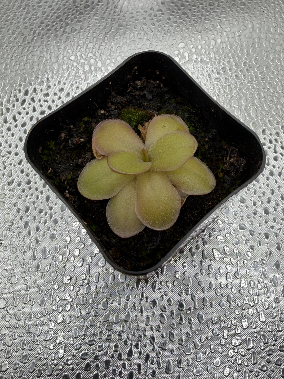 P. Gigantea x Laueana ‘red’