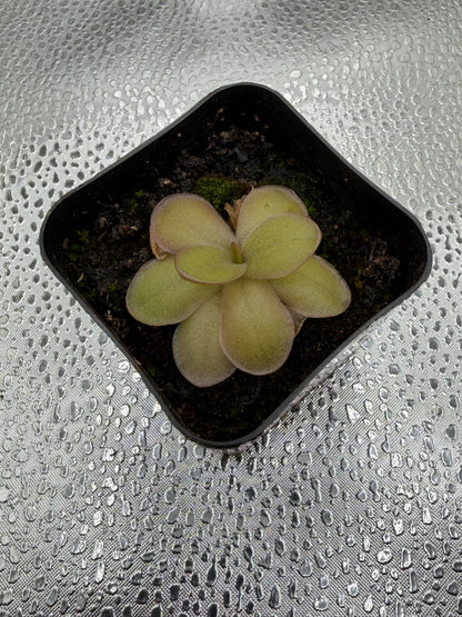P. Gigantea x Laueana ‘red’