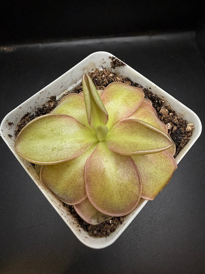 P. 'Wesley's Spectacular'