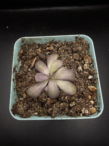 P. 'Penny'