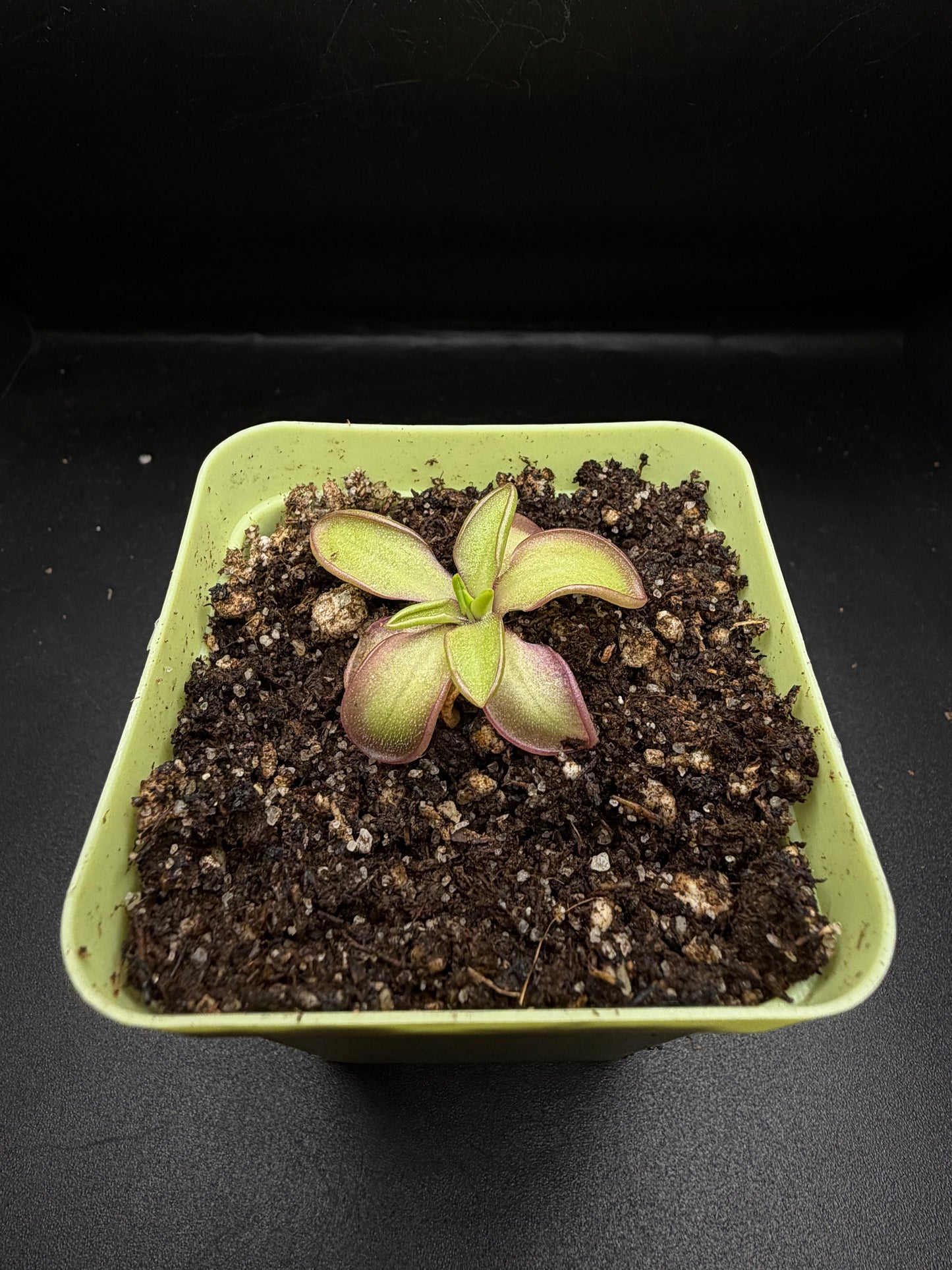 P. Moranensis var. alba x Emarginata