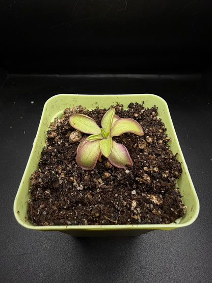 P. Moranensis var. alba x Emarginata