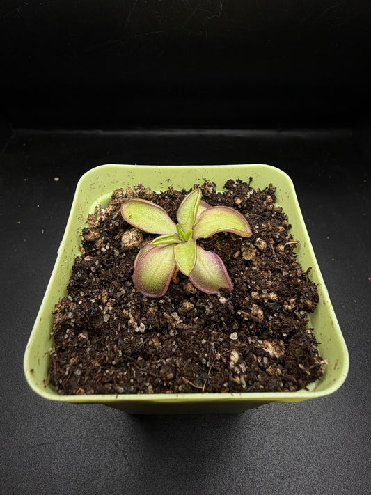P. Moranensis var. alba x Emarginata