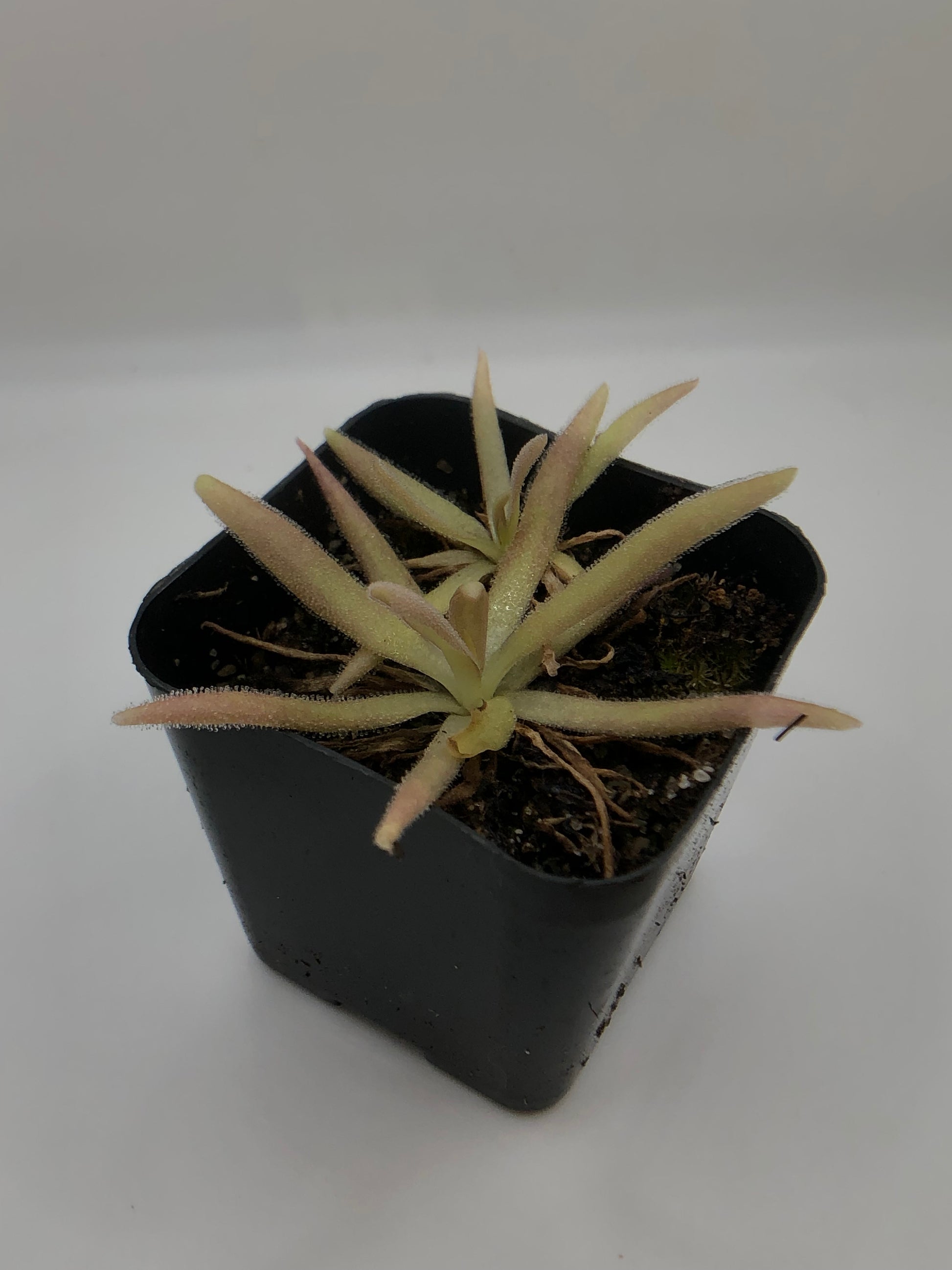aphrodite succulent P. Aphrodite – Turlock Carnivores