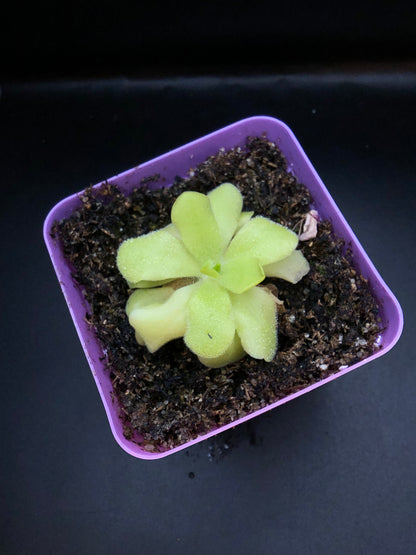 P. 'Pecosita'