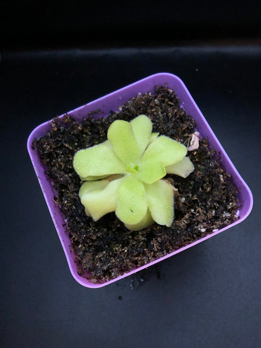 P. 'Pecosita'