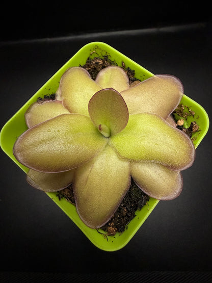 P. Gigantea x Laueana 'red'