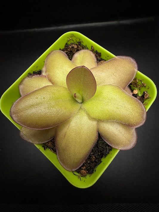 P. Gigantea x Laueana 'red'