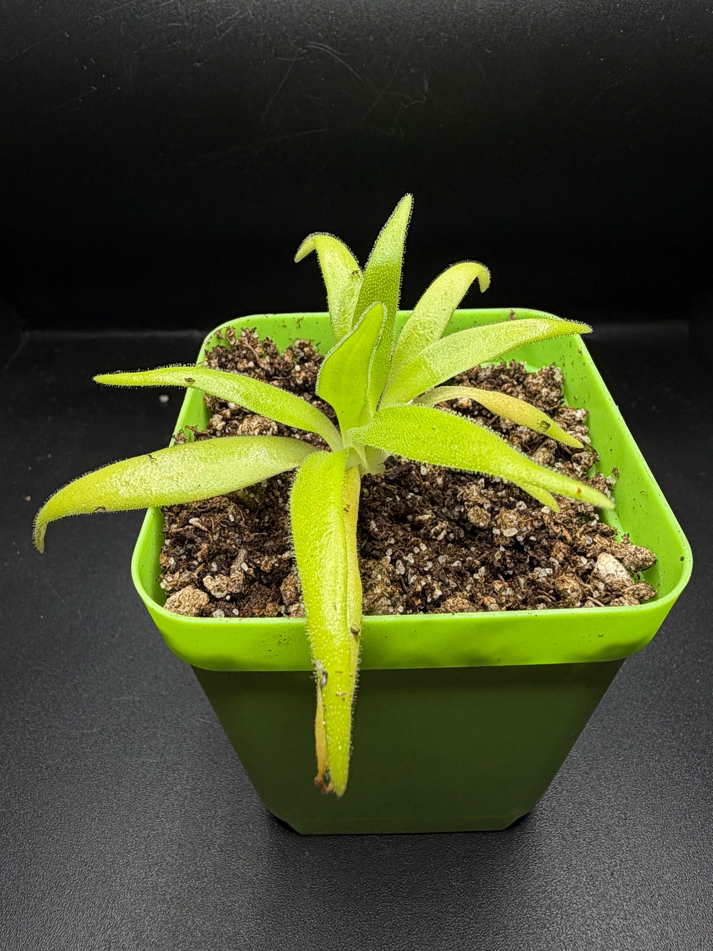 P. (Heterophylla x Medusina) x Gigantea 'white flower'