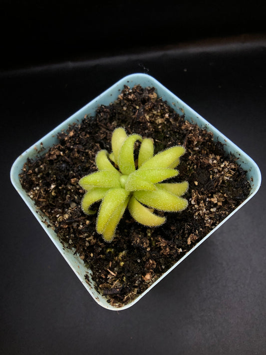 P. Gigantea x Medusina