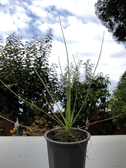 B. Gigantea x Gigantea 'pink flower' (Exclusive x from TurlockCarnivores) W/ Free Perennial Byblis seed kit!