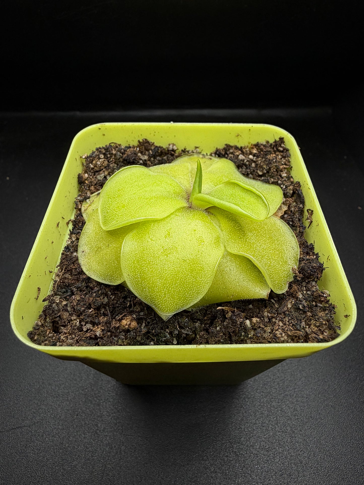 P. Emarginata x Cyclosecta