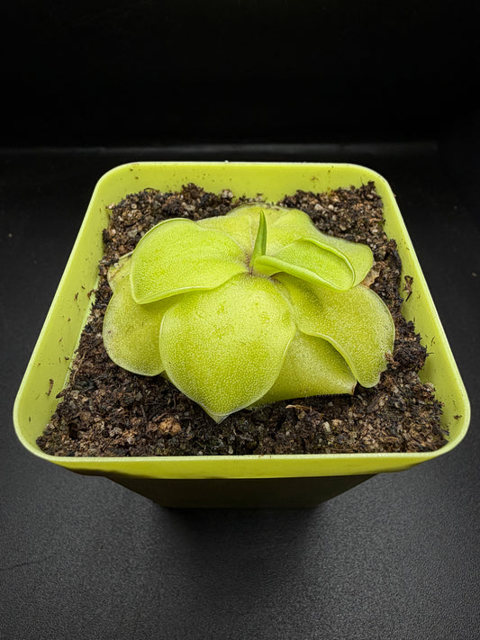 P. Emarginata x Cyclosecta