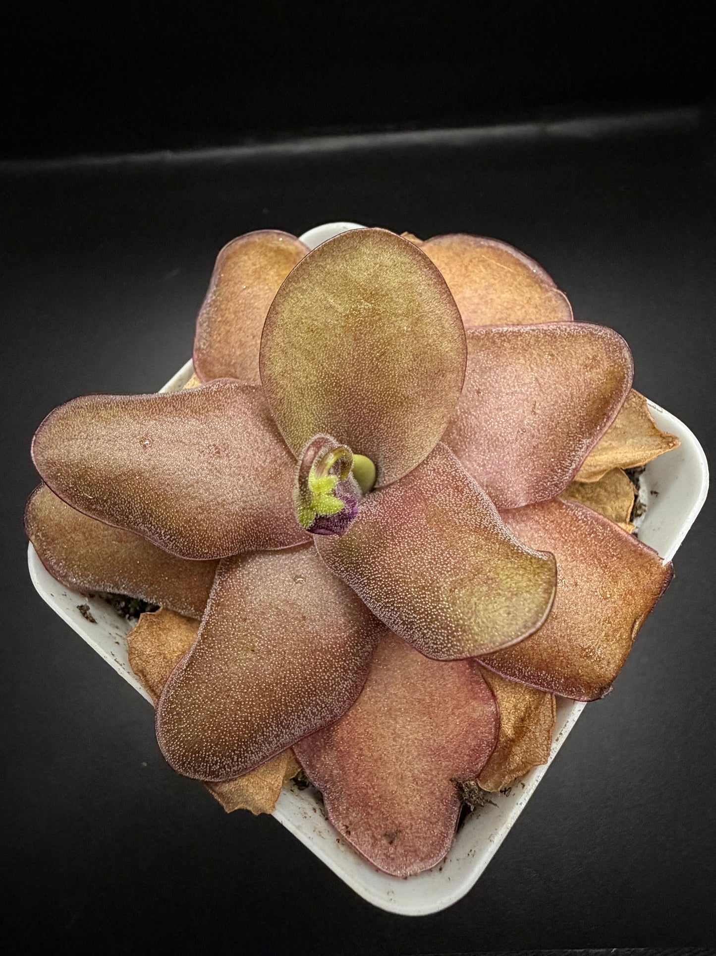 P. 'Razzberry Blonde' (In bloom)