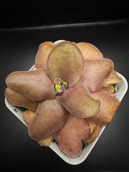 P. 'Razzberry Blonde' (In bloom)