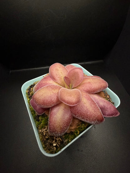 P. ‘Weser’ x Agnata 'El Lobo'