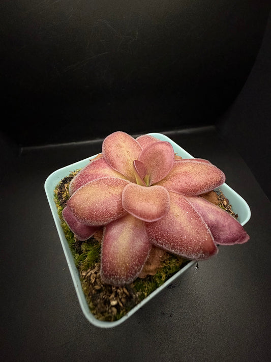 P. ‘Weser’ x Agnata 'El Lobo'