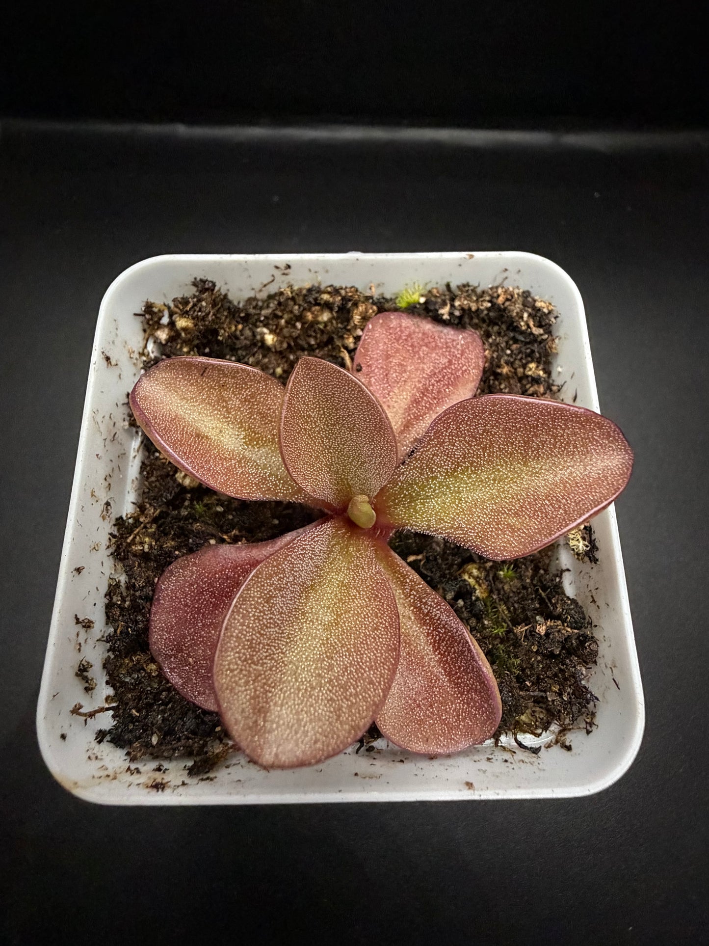 P. Gigantea 'red' x Zamudioana