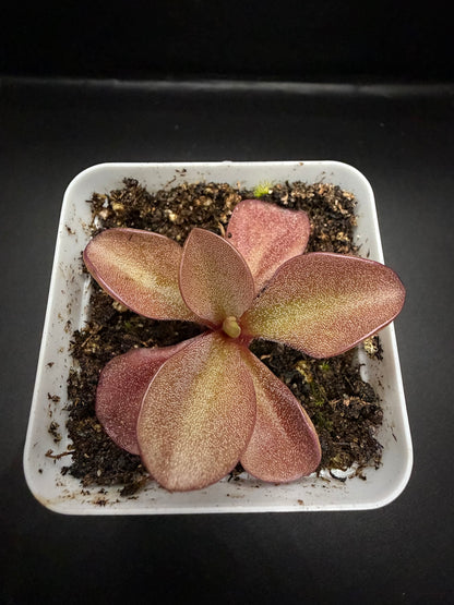 P. Gigantea 'red' x Zamudioana