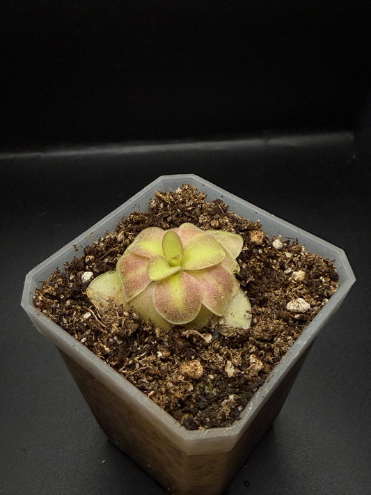 P. Agnata 'El Lobo' x 'Huahuapan' (red clone)