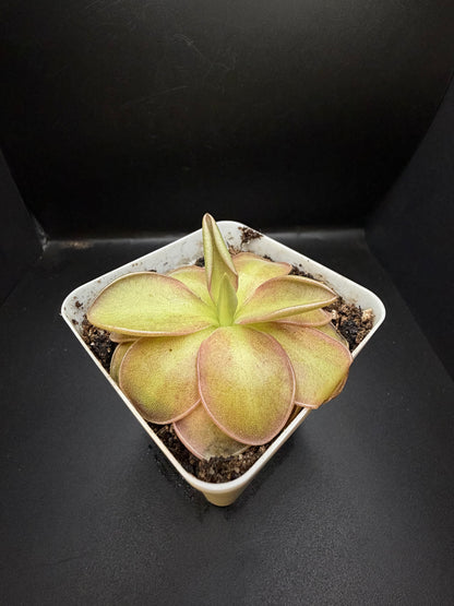 P. 'Wesley's Spectacular'