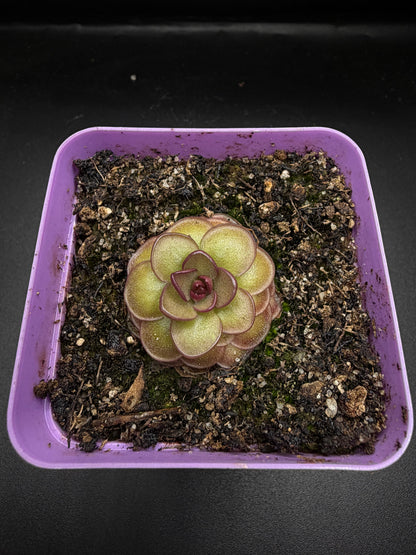 P. 'Hanka'