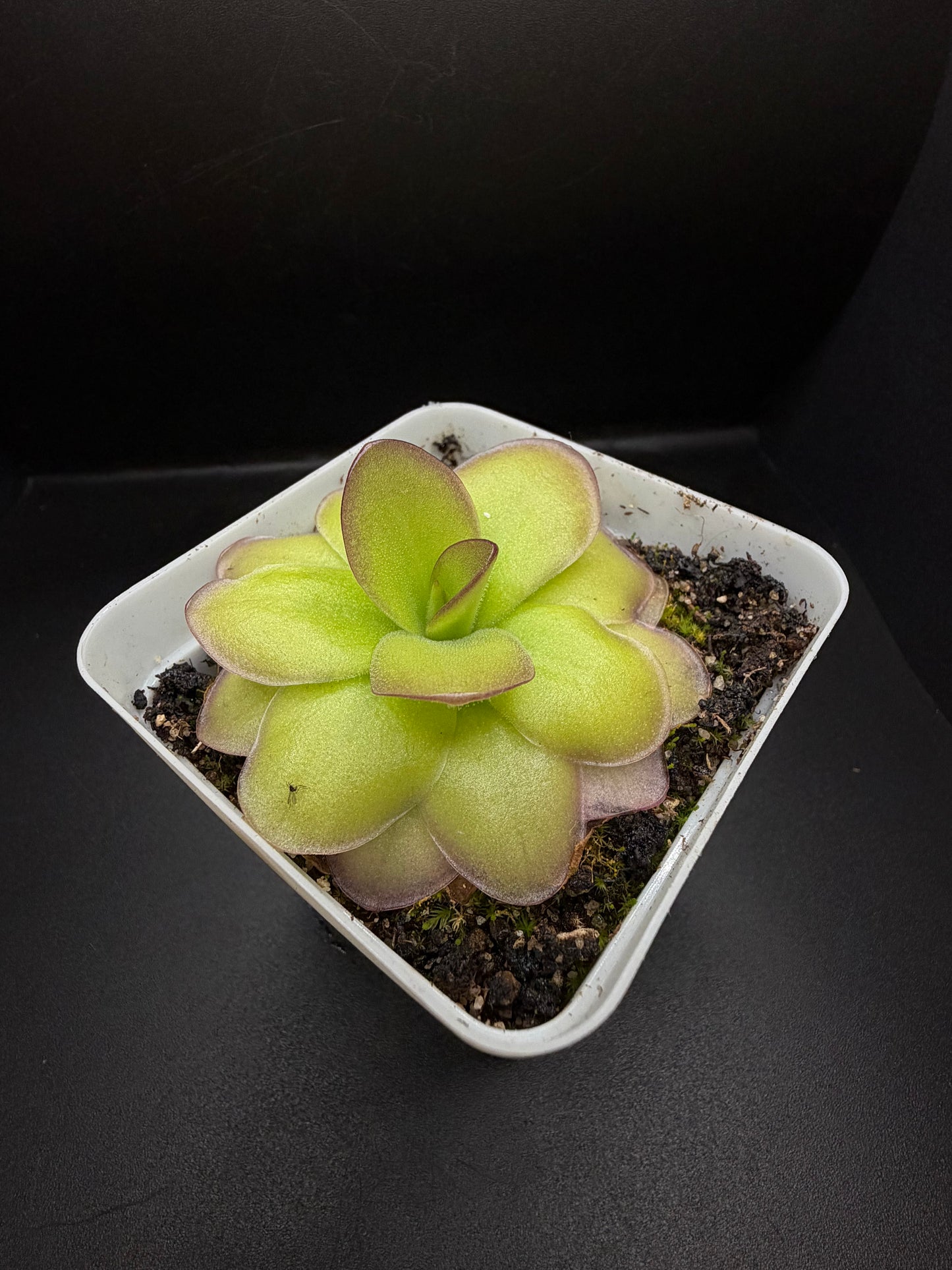 P. Gigantea x Laueana 'red'