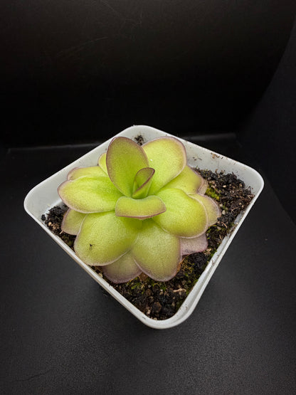 P. Gigantea x Laueana 'red'