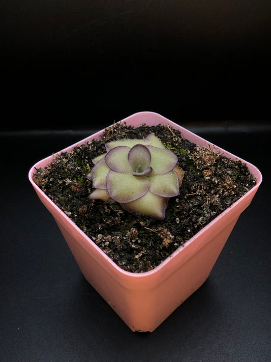 P. 'Leilani'