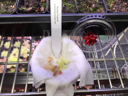 Mystery Pinguicula Cups