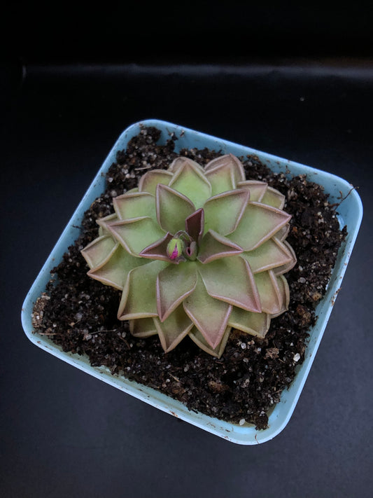 P. 'Estrellita'
