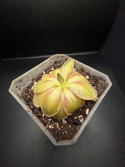 P. 'Wesley's Spectacular'