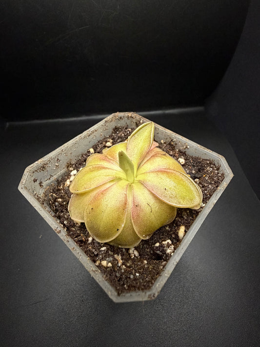 P. 'Wesley's Spectacular'