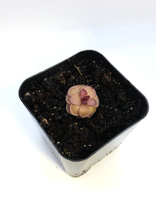 P. 'Hanka'
