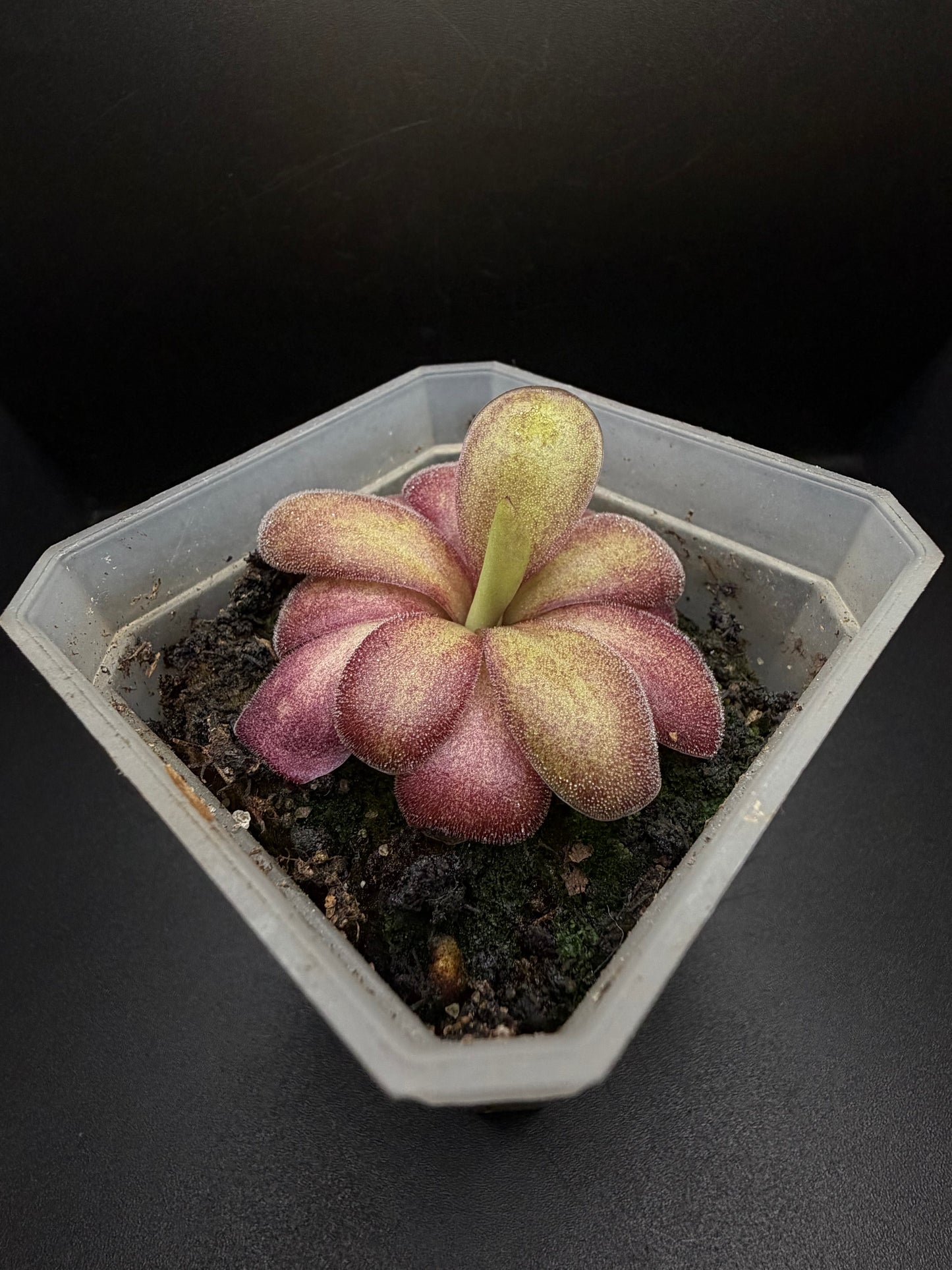 P. x 'Lavender Lacewing'