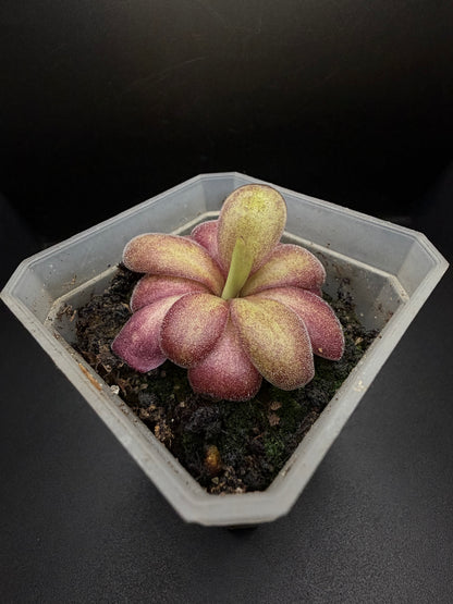 P. x 'Lavender Lacewing'