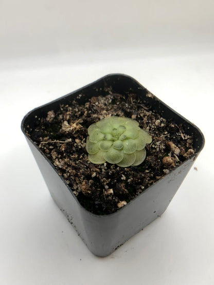 P. Cyclosecta
