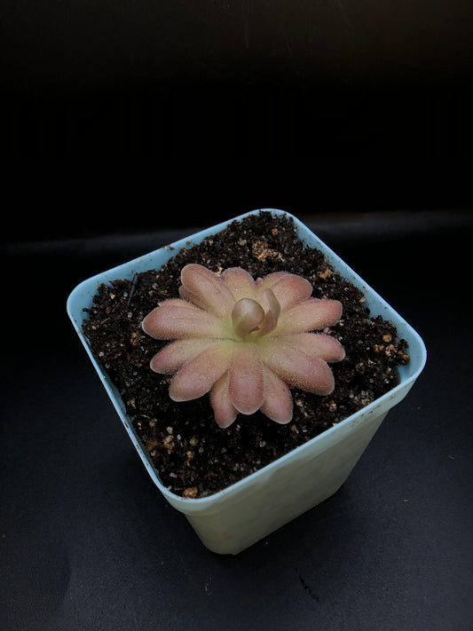 P. Gypsicola x 'Sethos'