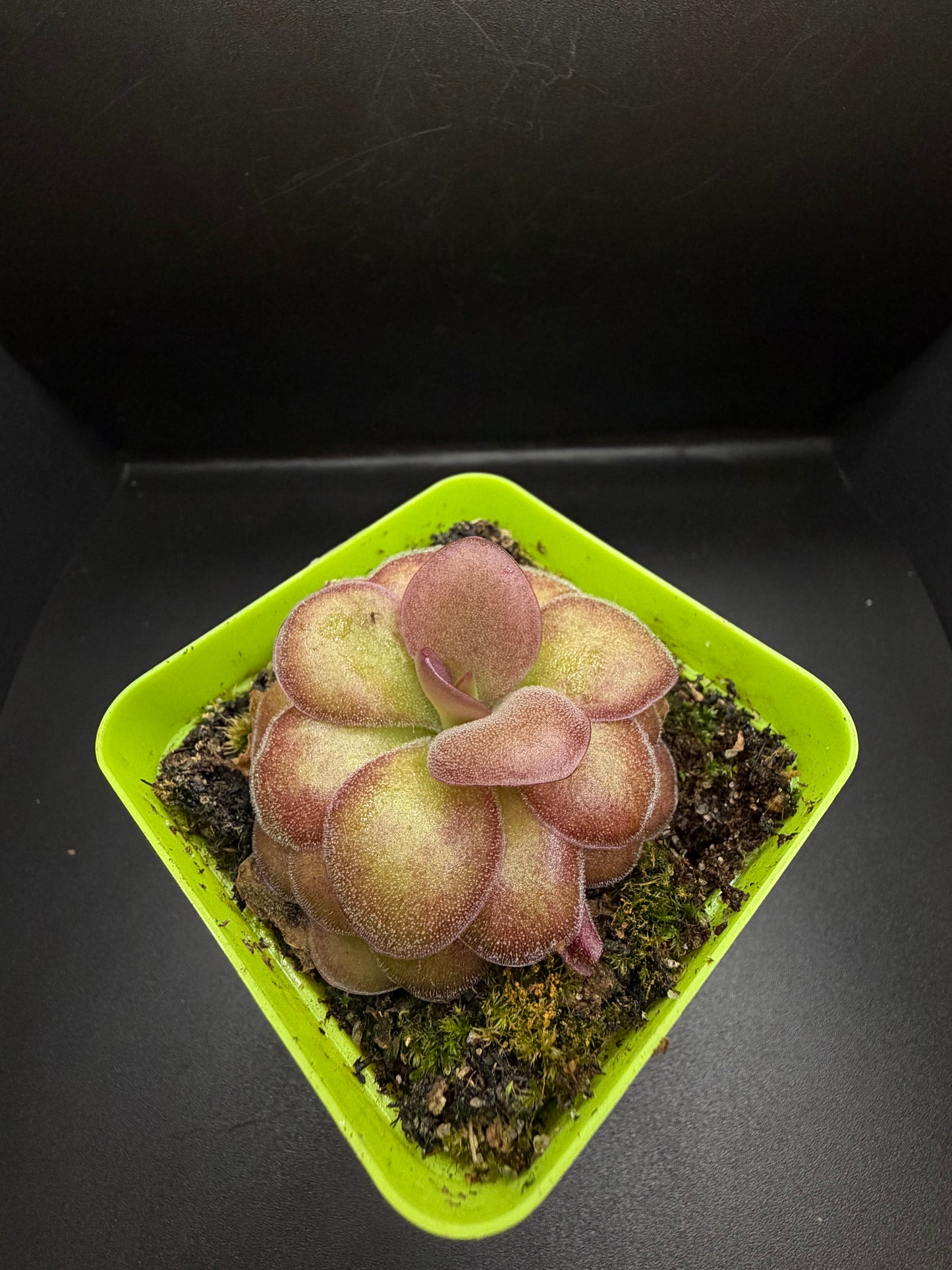 P. ‘Weser’ x Agnata 'El Lobo'